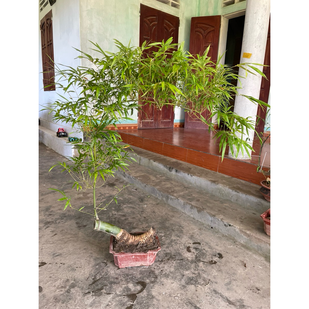 Tre bonsai thành phẩm thuần chậu, hàng bao sống.