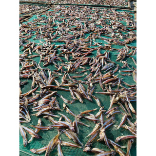 Cá Trỏng Cơm Khô (gói 500g)