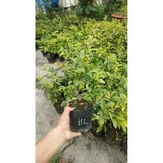 Chậu cây mai cúc huyết long ( mai cúc không nhị cao 30 - 50cm)e