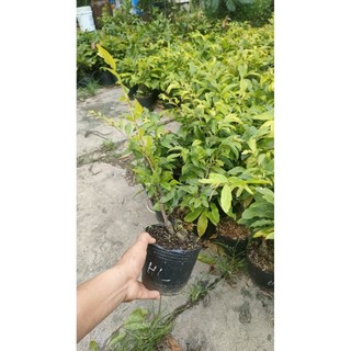 Chậu cây mai cúc huyết long ( mai cúc không nhị cao 30 - 50cm)e