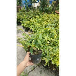 Chậu cây mai cúc huyết long ( mai cúc không nhị cao 30 - 50cm)e