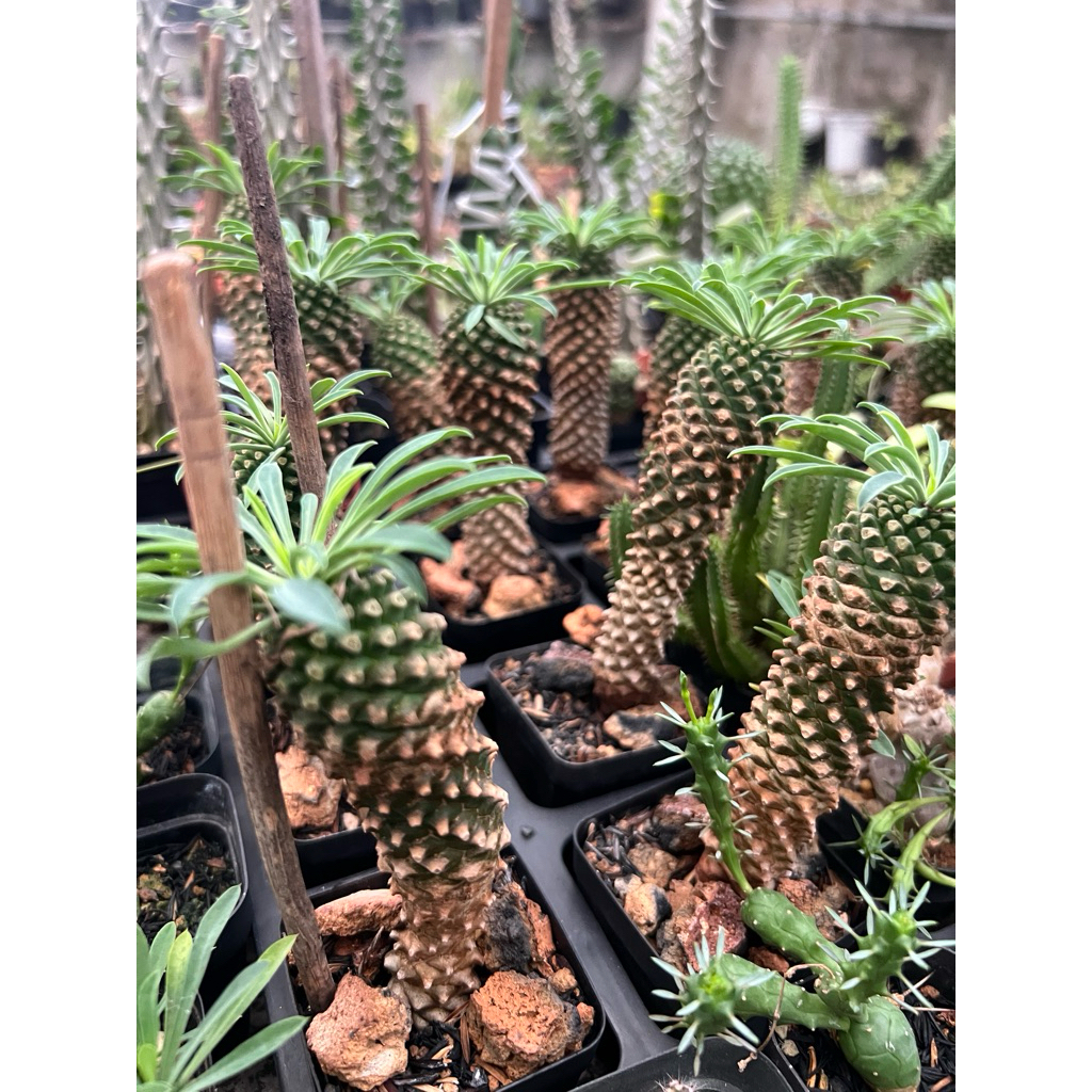 Xương rồng Euphorbia Kirin( mủ đục)