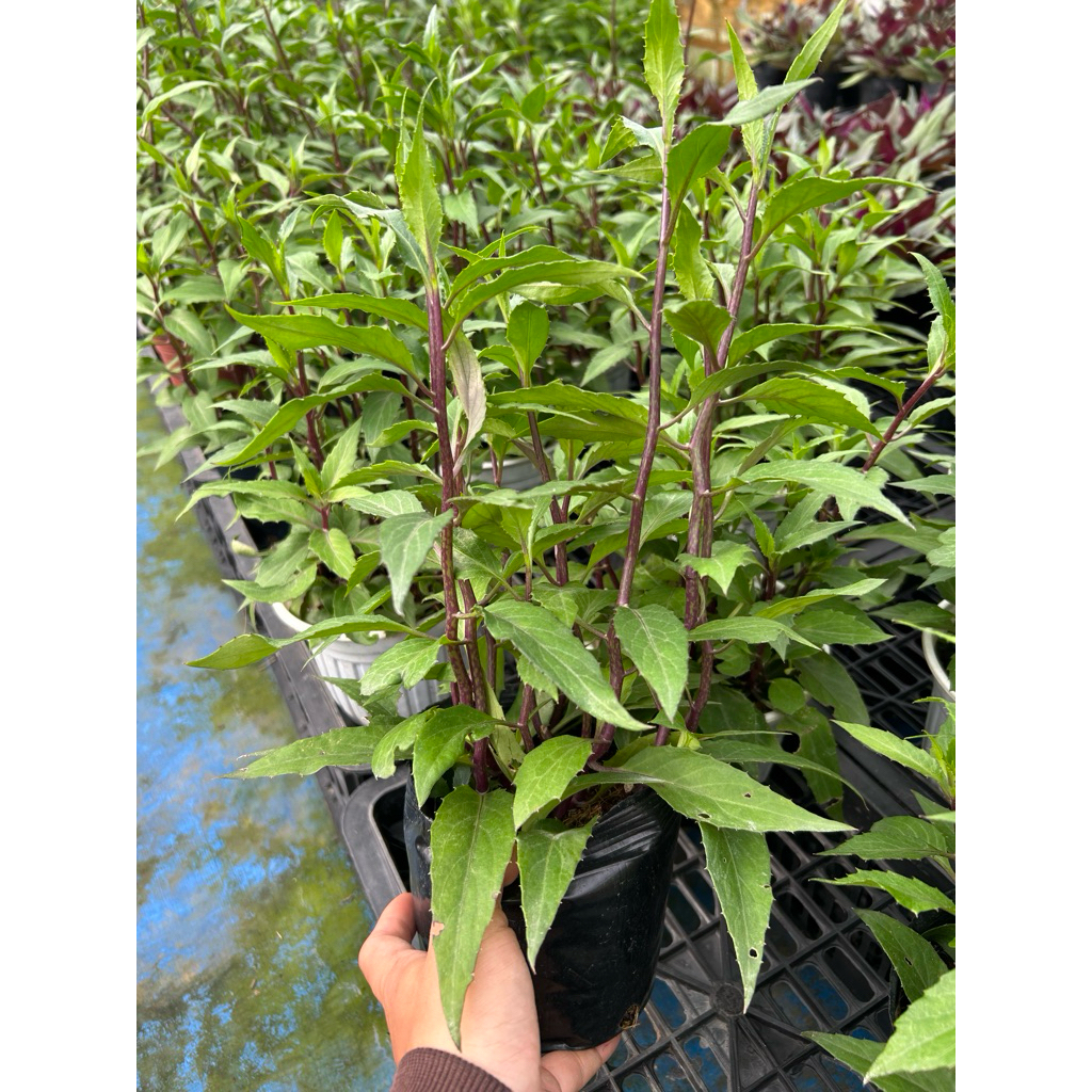 Cây giống rau:combo 15 cây rau lủi rừng- rau rừng Gia Lai - Đặc sản rau rừng tây nguyên bổ dưỡng dễ 