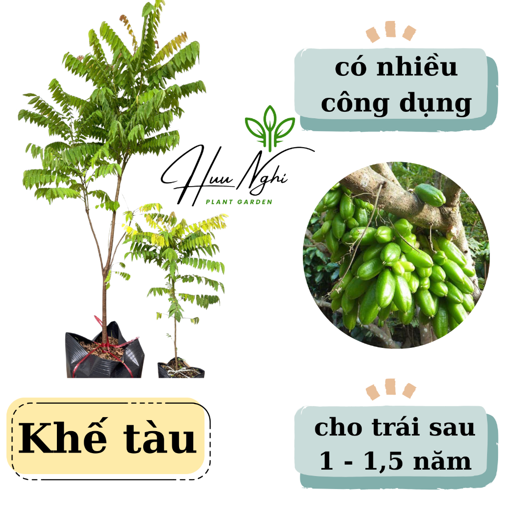 Cây giống Khế tàu, khế chuột, cây khế tàu