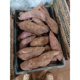 Siêu To -khoai lang mật - khoai Tà nung Đà lạt