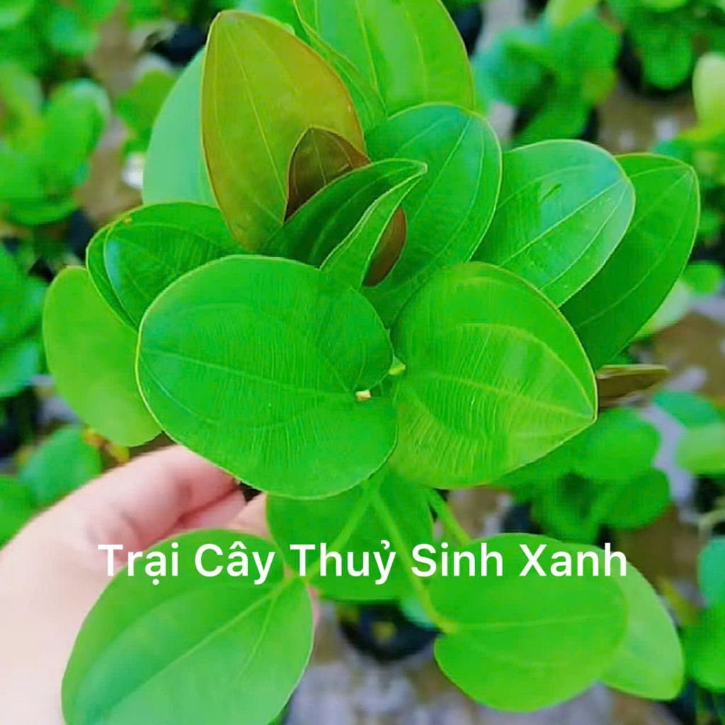 Trầu Lá Tròn - Echinodorus 'Aquatica'