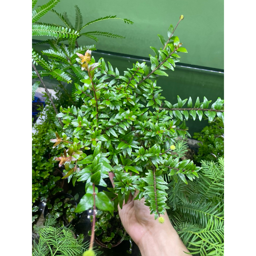 Cây thuỷ dương mai - Adina rubella Hance bán cạn, thuỷ sinh, biotop