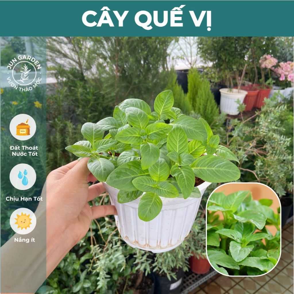 Chậu Cây Rau Quế Vị JUN GARDEN