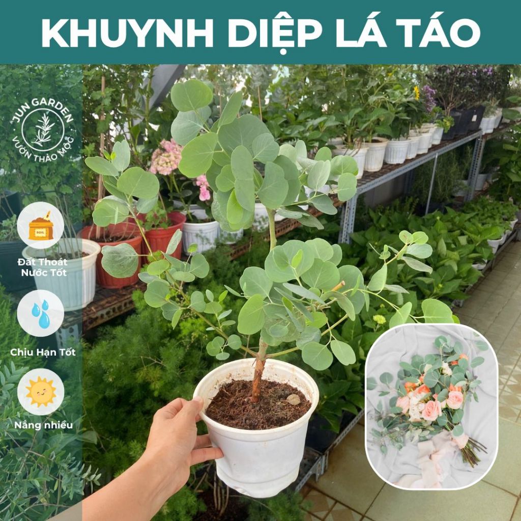 Cây Khuynh Diệp Lá Táo JUN GARDEN