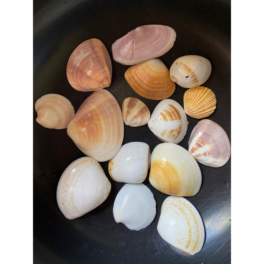 Vỏ ngao biển tự nhiên trang trí bể cá, làm đồ handmade