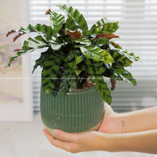 Đuôi Phụng (hỏa tốc)