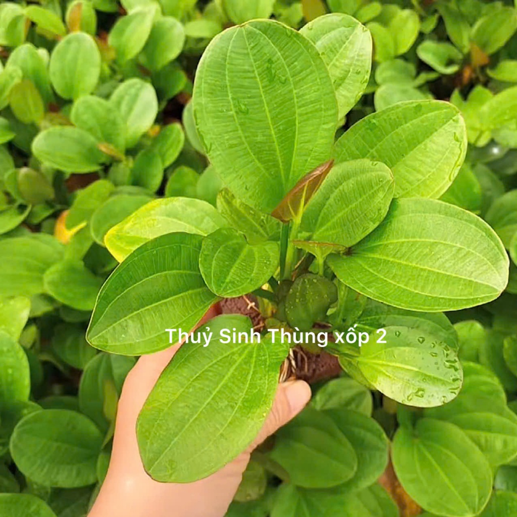 Trầu Lá Tròn Xanh - Echinodorus 'Aquatica'