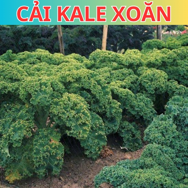 Hạt giống cải Kale xoăn xanh, cải kale xoăn tím dễ trồng năng suất cao (5gr)