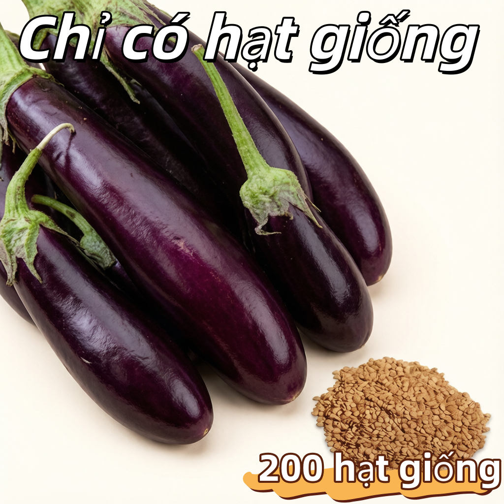 Cà dài  hàng công  EGGPLANT SEEDS-200Hạt