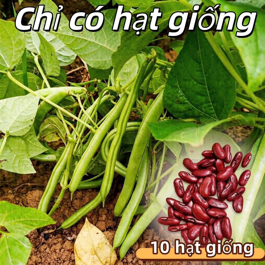 Hạt giống đậu đũa  French Bean Seeds/BAGUIO BEANS-10Hạt