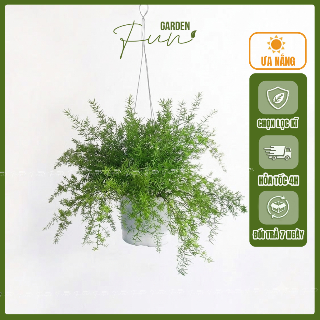 Cây Thiên Môn Đông - cây Trúc Thiên Môn Chậu Treo, Cây Ưa Nắng Nhiều