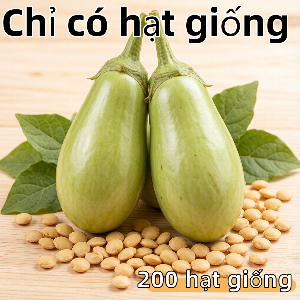 200Thai Eggplant Seeds - Dwarf Talong Vegetable seeds For Planting Dwarf Eggplant Seeds