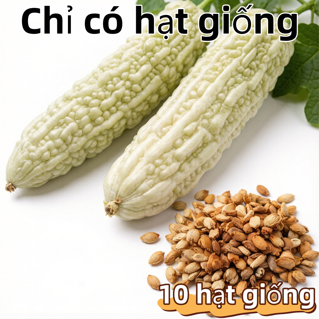 White Bitter Gourd Seed Four Seasons Sweet Fruit Bitter Gourd Seed  White Bitter Gourd Seeds-10Hạt