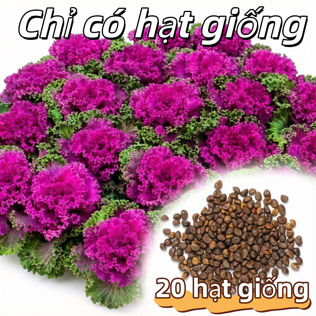 20 Hạt Giống Cải Xoăn Xanh Kale  Kale Seeds