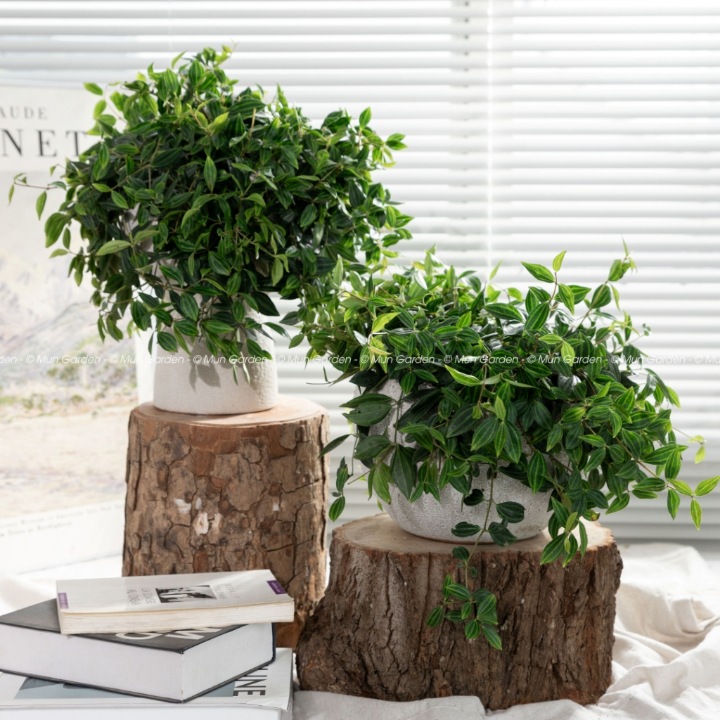 Peperomia Angulata | Cây Bình An (hỏa tốc)