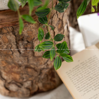 Peperomia Angulata | Cây Bình An (hỏa tốc)