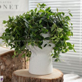Peperomia Angulata | Cây Bình An (hỏa tốc)