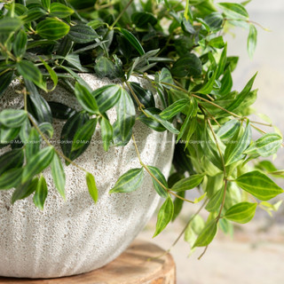 Peperomia Angulata | Cây Bình An (hỏa tốc)