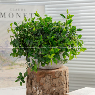 Peperomia Angulata | Cây Bình An (hỏa tốc)