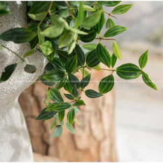 Peperomia Angulata | Cây Bình An (hỏa tốc)