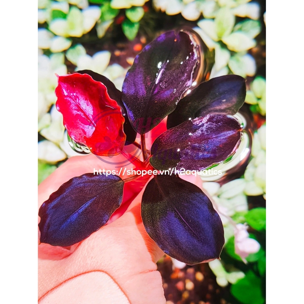 Cây Bucep Black Rock Helena lá nước - Cây Thủy Sinh hàng sưu tầm  - H2 Aquatics
