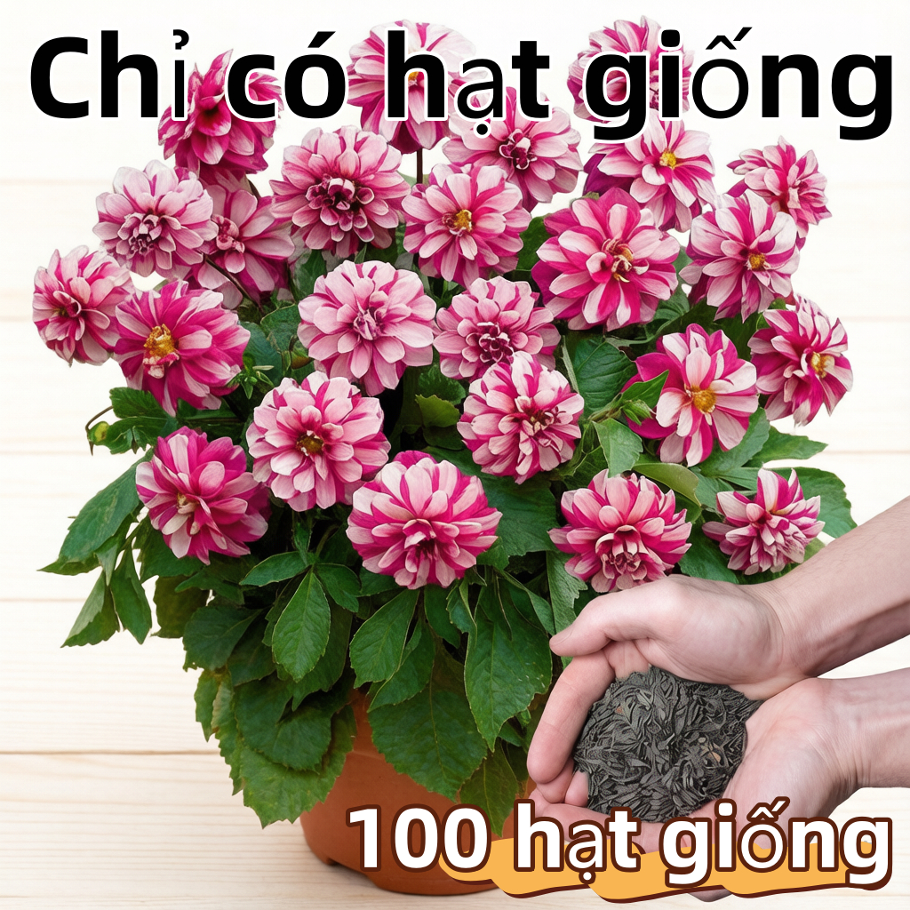 Hạt giống hoa thược dược nhiều màu DAHLIA - Dahlia Flower Seeds-100Hạt