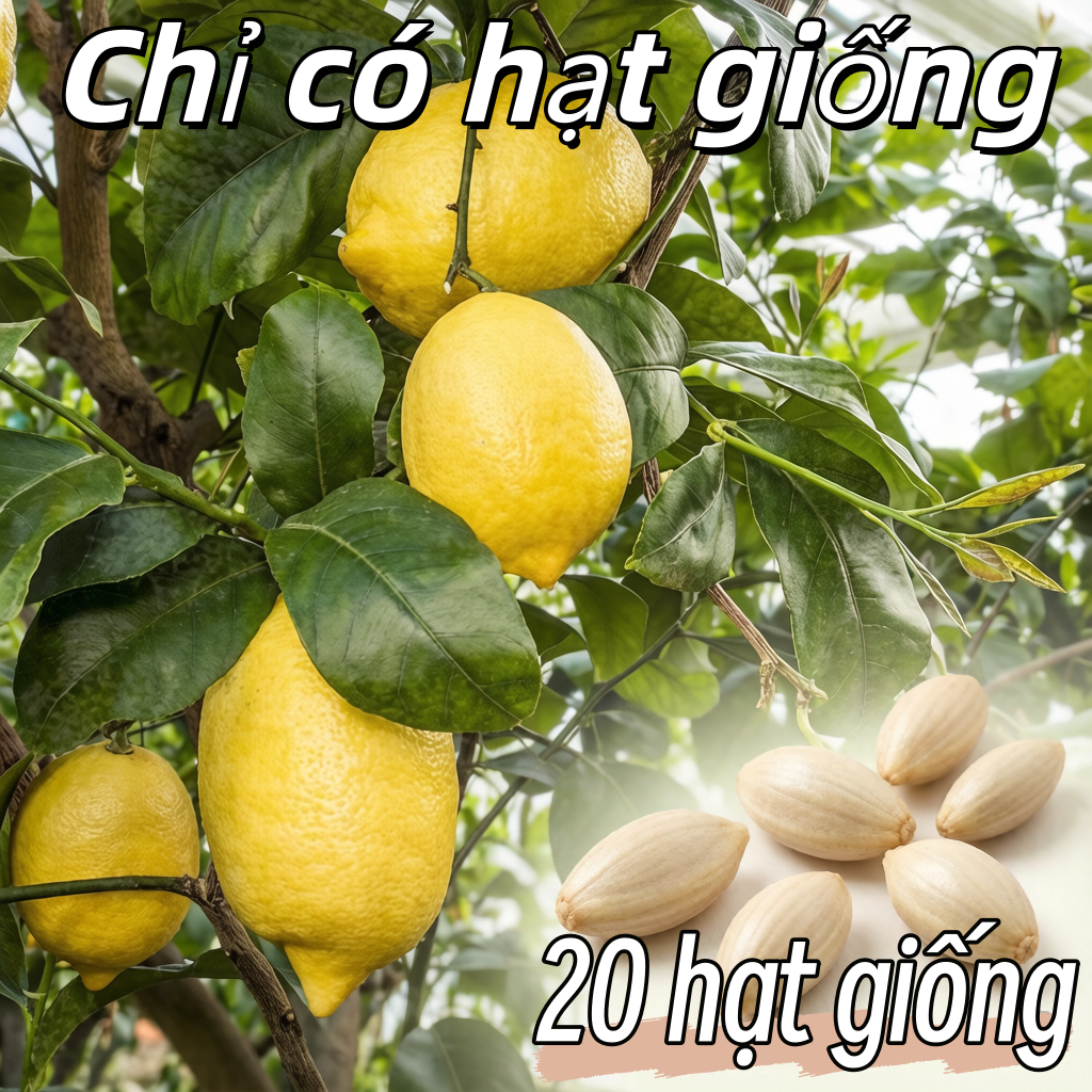 HẠT GIỐNG CHANH  - Lemon Tree Seeds for Planting-20 Hạt