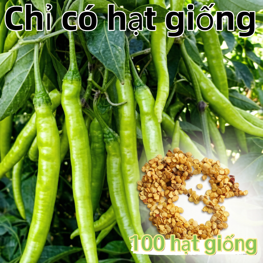 Hot Pepper GreenChili Seeds Green Chili Seeds-100 Seeds