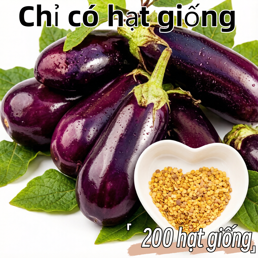 Dễ Trồng, Năng Suất Cao Dwarf Eggplant Seeds -200 Hạt