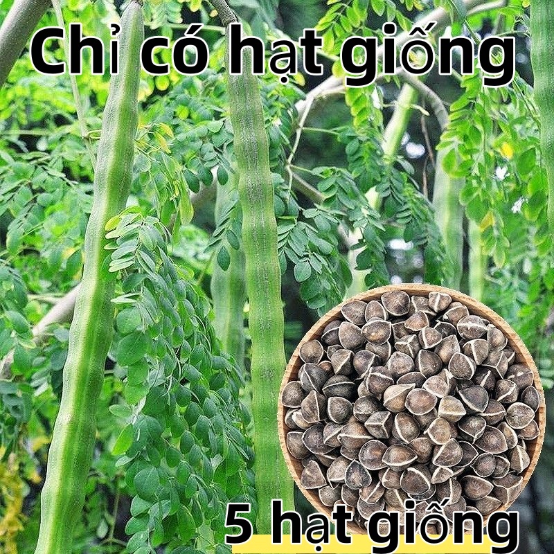 giống cây chùm ngây  bonsai moringa tree-5Hạt