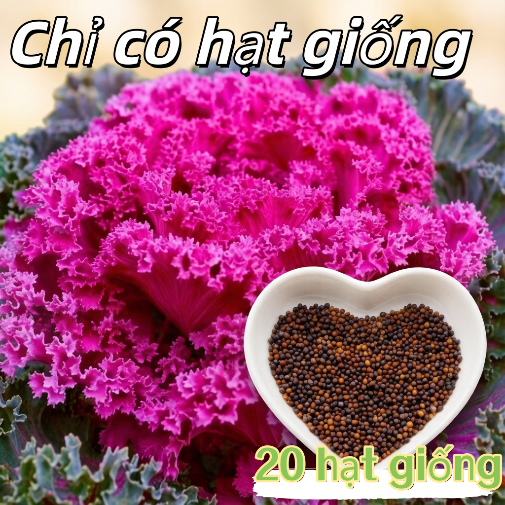 Hạt Giống Kale Tím Scarlet Kale Seeds-20Hạt