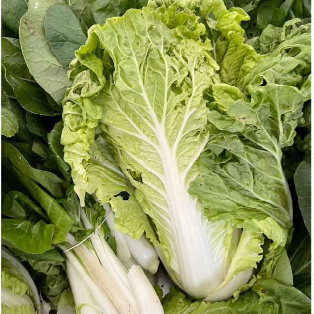 [💥Mua 5 tặng 1💥] GÓI 10gr 🥬 HẠT GIỐNG CẢI BẸ DÚN CHẤT LƯỢNG CAO