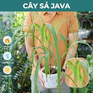 (Đuổi Muỗi) Cây Giống Sả Java, Sả Chanh Thái, Dễ Trồng - Jun Garden