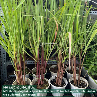 (Đuổi Muỗi) Cây Giống Sả Java, Sả Chanh Thái, Dễ Trồng - Jun Garden