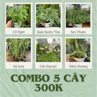 (Đuổi Muỗi) Cây Giống Sả Java, Sả Chanh Thái, Dễ Trồng - Jun Garden