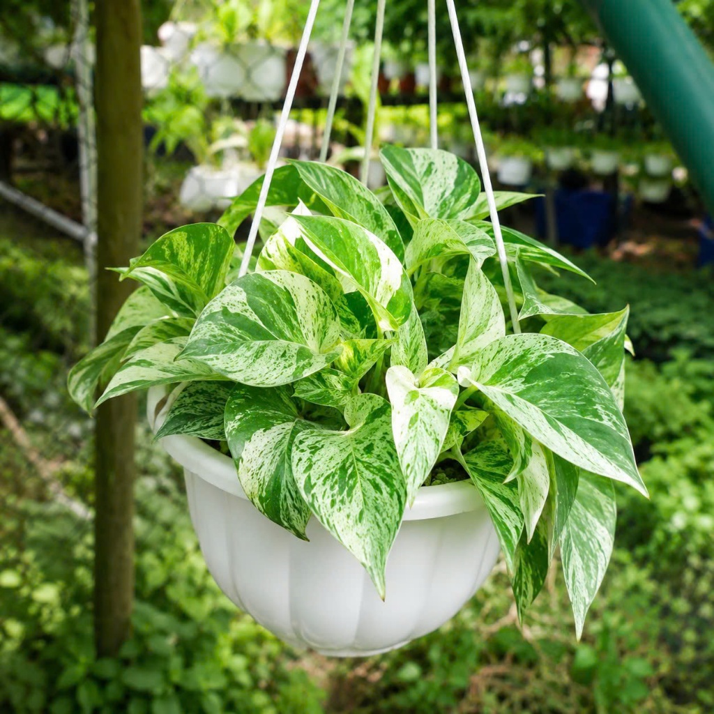 Trầu Bà Cẩm Thạch Treo Chậu – Epipremnum aureum Marble Queen Cây Nội Thất Thanh Lọc Không Khí