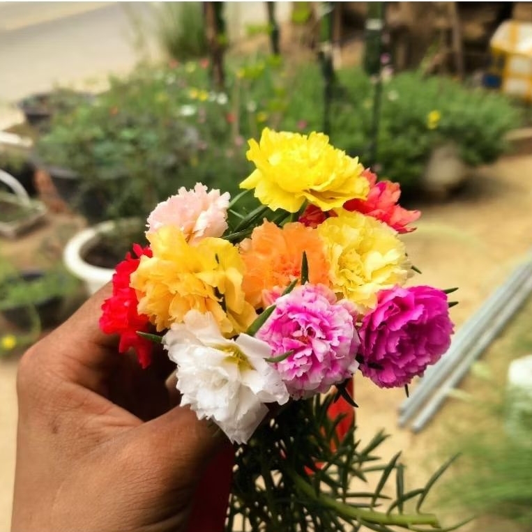 Hoa 10 Giờ Thái Cây To Khỏe ( Mix 10 Màu )