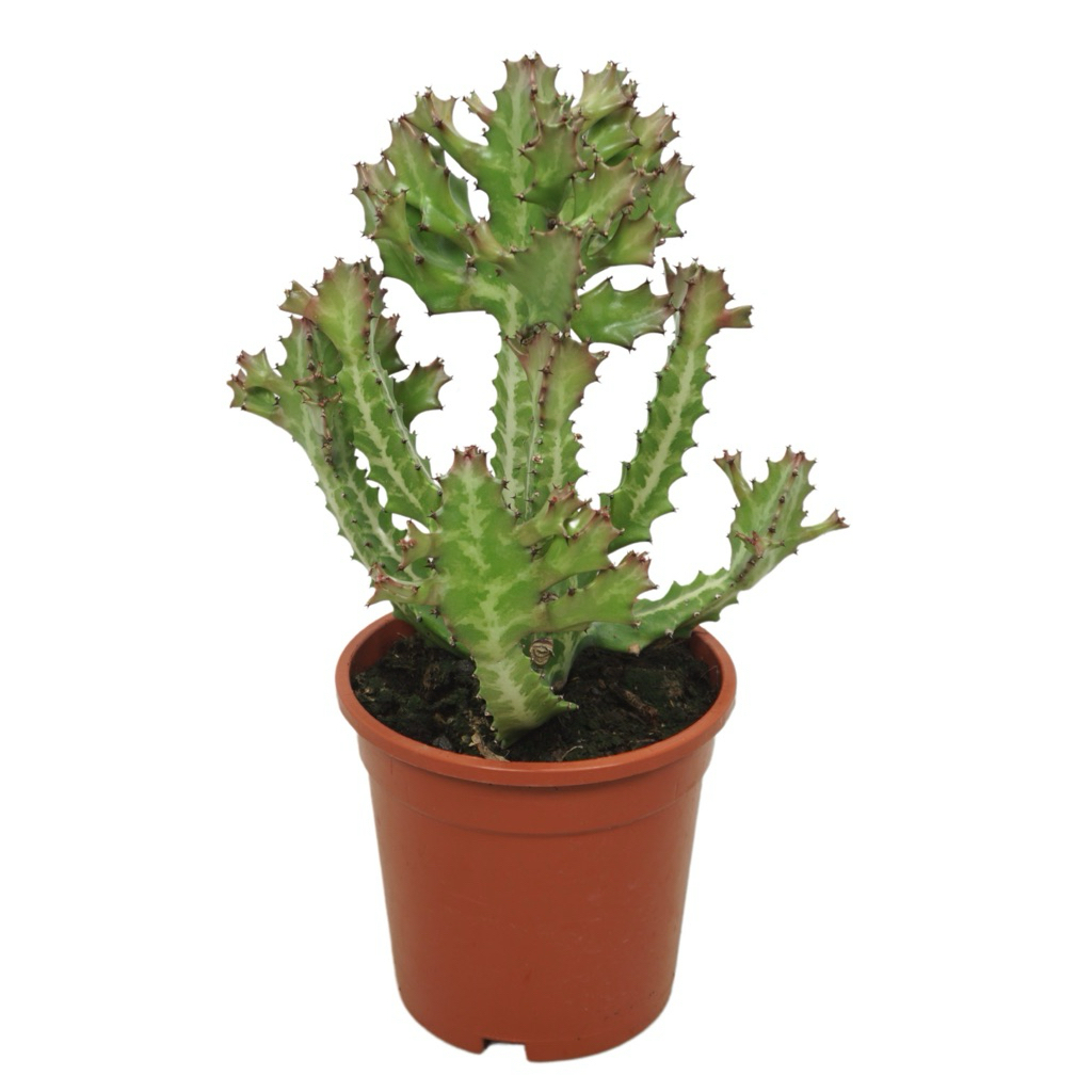 Xương Rồng Sao Biển mini (Euphorbia lactea)