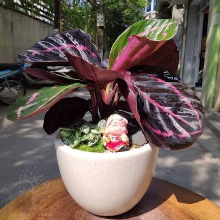Cây Đuôi Công Tím Dottie – Calathea roseopicta Dottie  Cây Nội Thất Lá Màu Tím Hồng Độc Đáo – Thanh 
