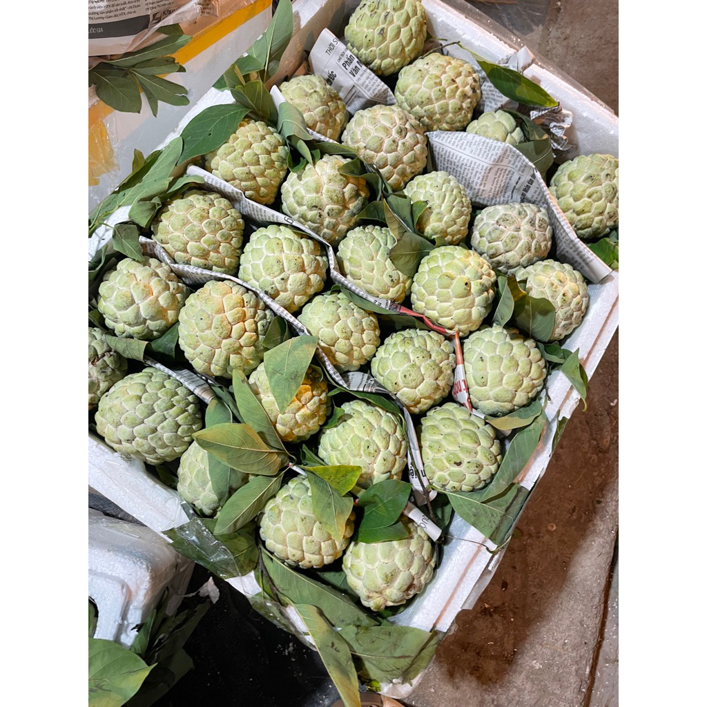 5 cân na dai Chi Lăng