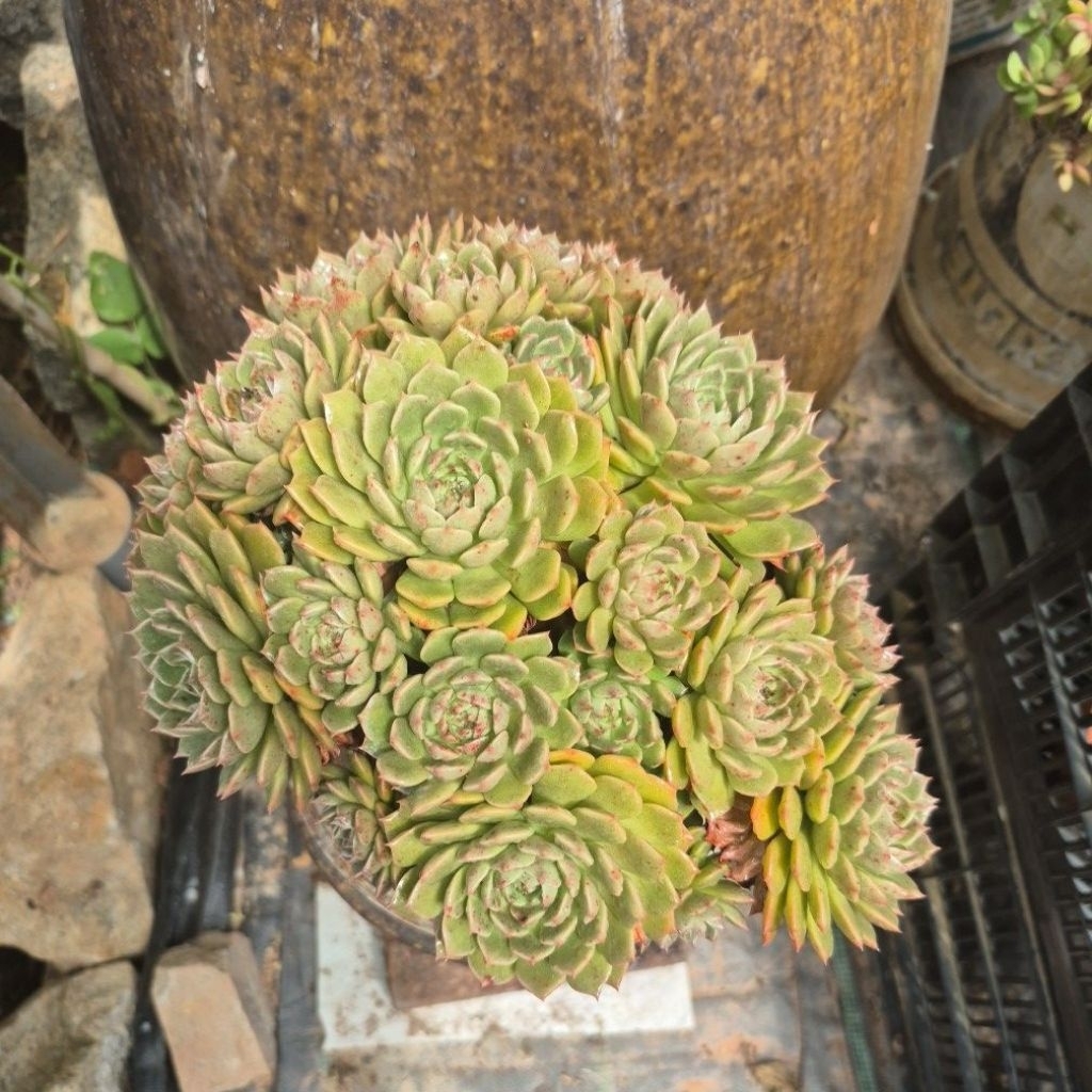 sen đá ruby xanh cổ thụ Đà Lạt