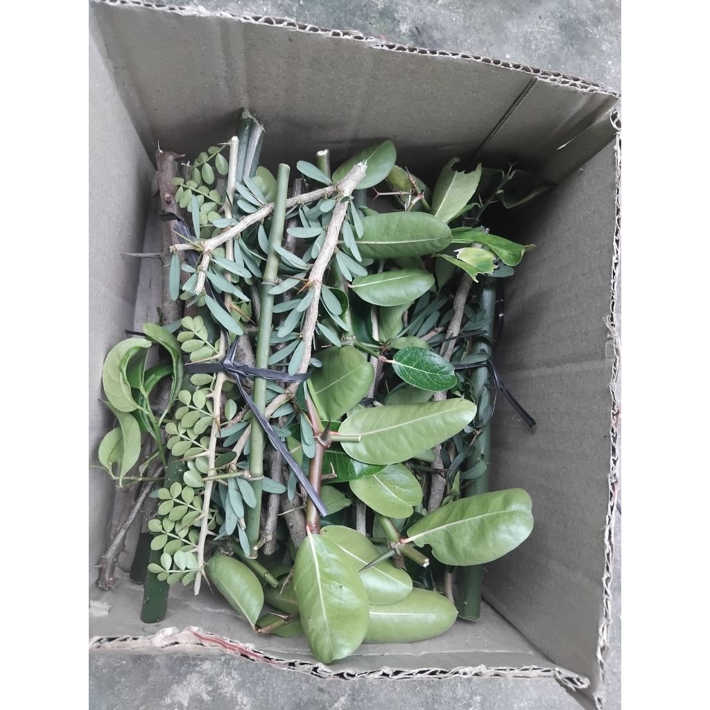 7 loại gai và 9 loại gai xông