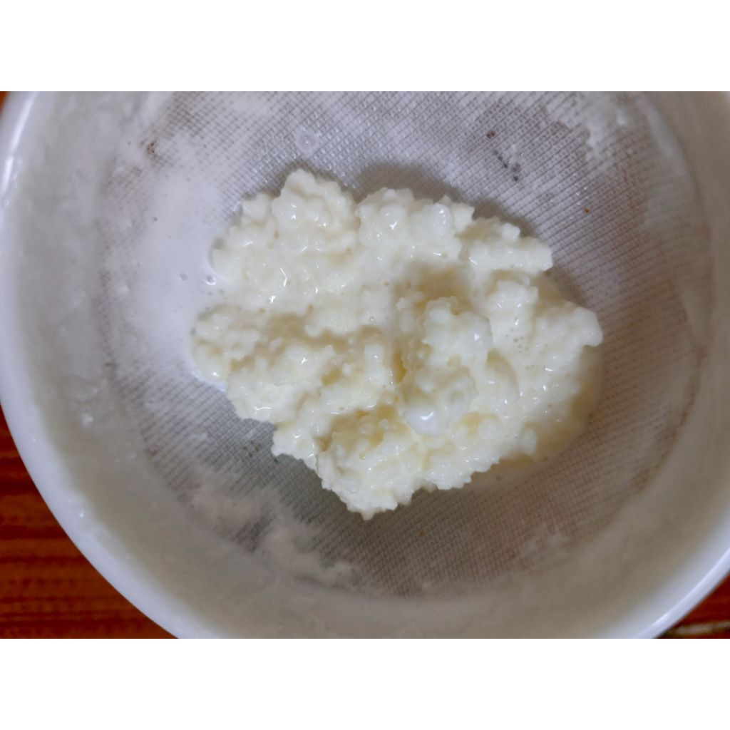 Nấm sữa kefir - nhài Nguyễn kefir
