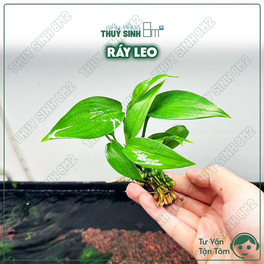 Ráy Leo Thuỷ Sinh | Cây Thuỷ Sinh KHÔNG CO2, Bán Cạn | 8m2