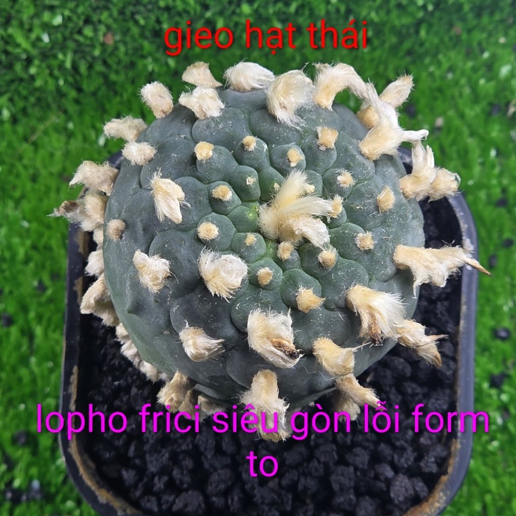 ( sale cây lỗi) lopho frici siêu gòn lỗi form to 7 cm  gieo hạt thái lan